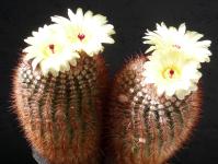 Thumbnail of 0701_Notocactus rauschii_20170527(1).JPG